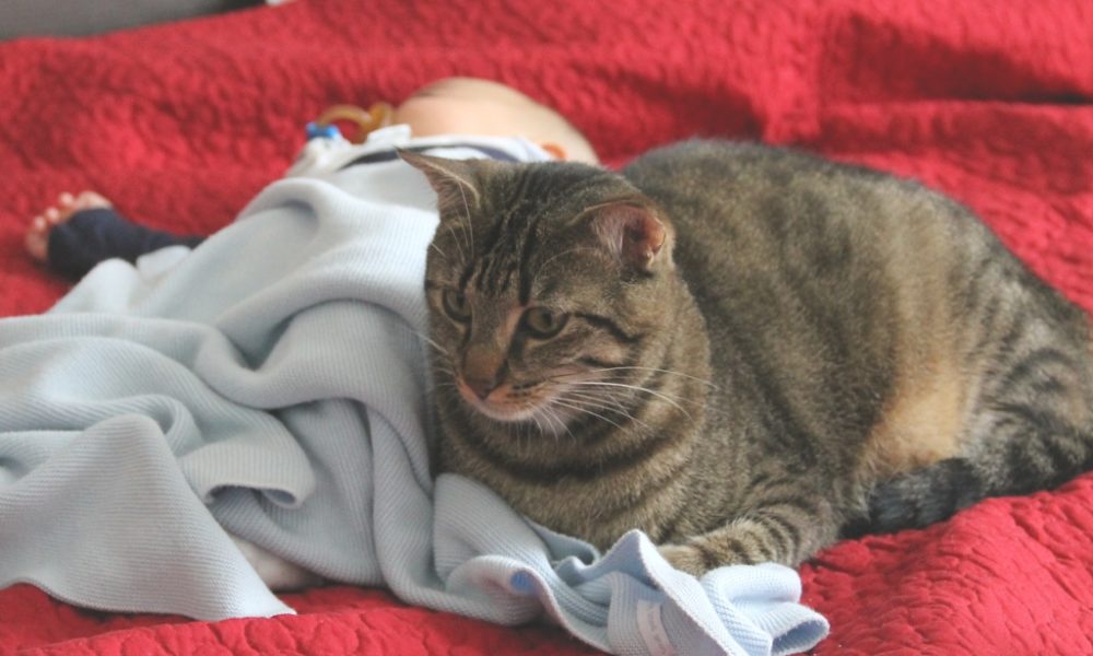 gato che cura il neonato
