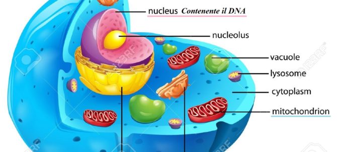 cellula-animale