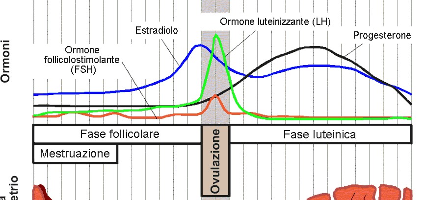 Conoscere il ciclo ovulatorio per scoprire la nostra fertilità